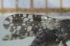 Tephritis ruralis